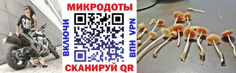 Галлюциногенные грибы Psilocybe  дарк нет формула  Гатчина 